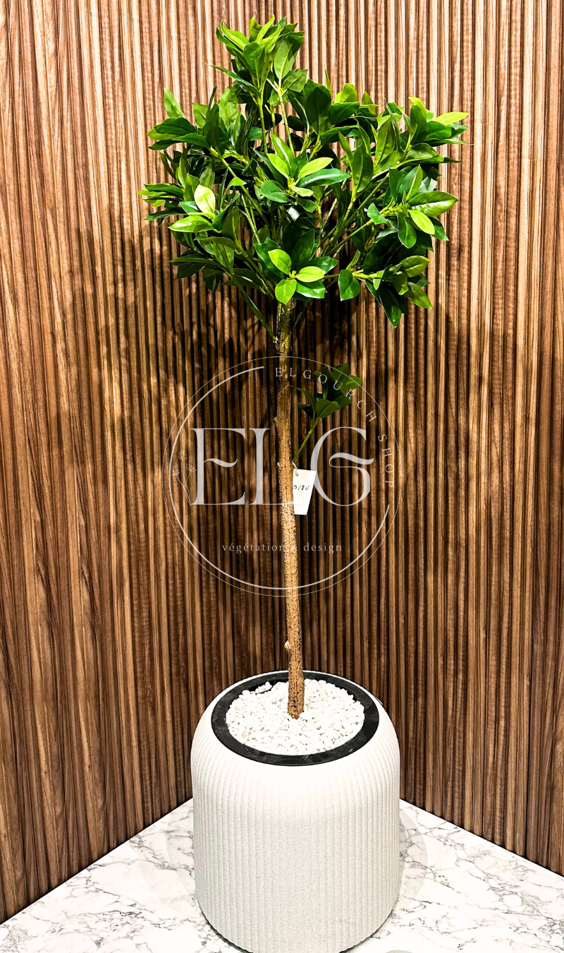 Arbre Citron