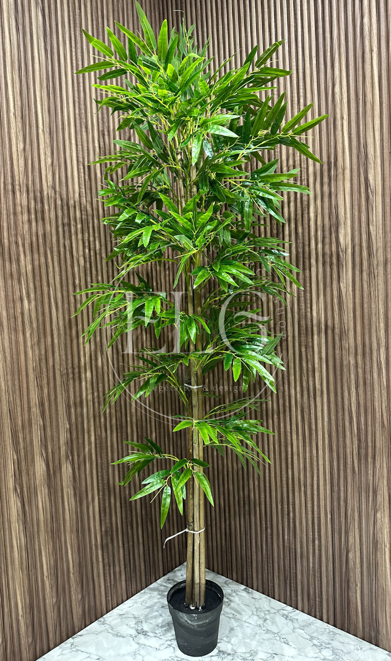 Bambou Serein (sans pot)