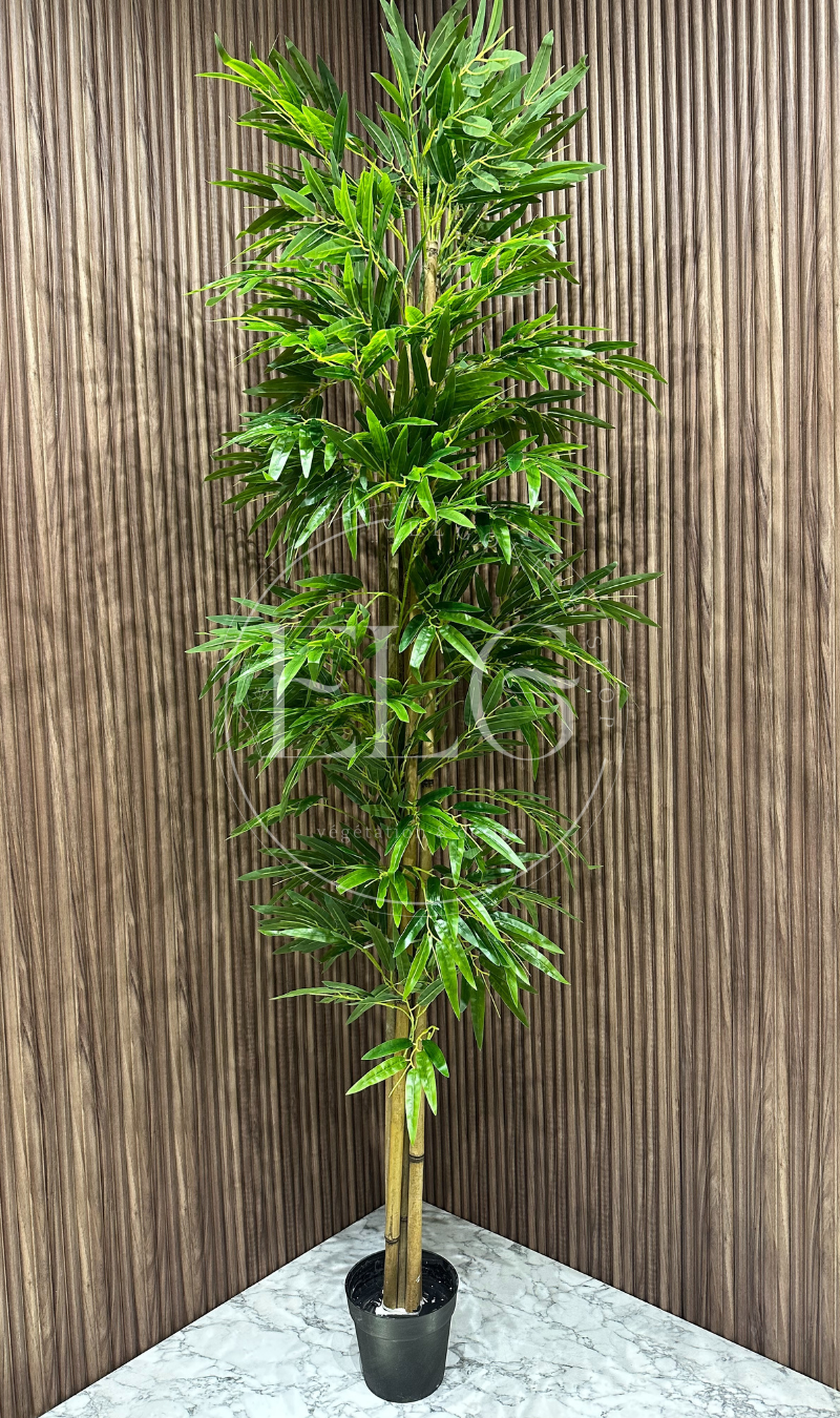 Bambou Grande taille (sans pot)
