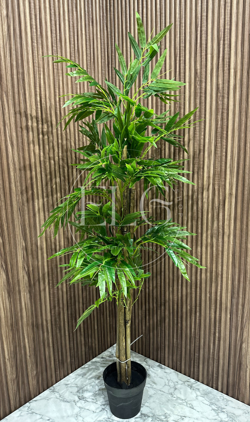 Bambou Verdoyant (sans pot)