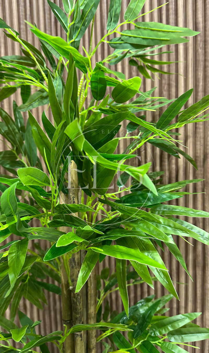 Bambou Verdoyant (sans pot)