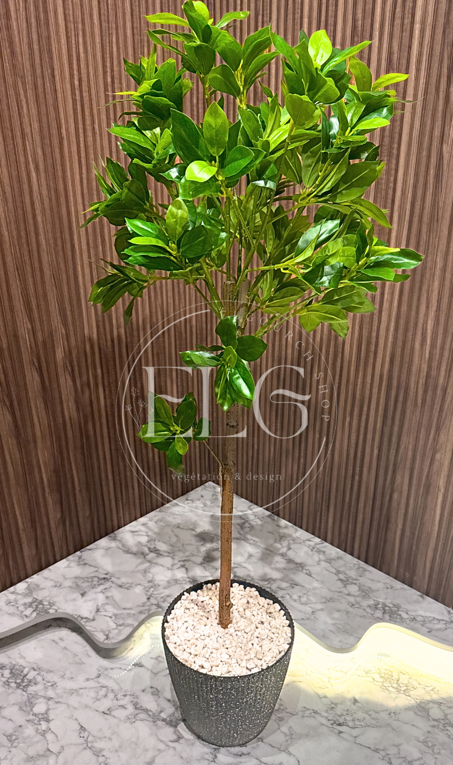 Arbre Limouna