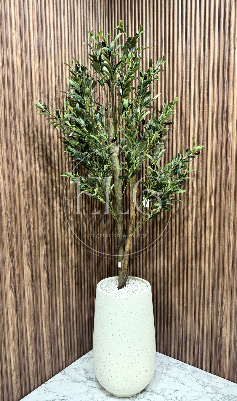 Arbre Olivier Grande Taille