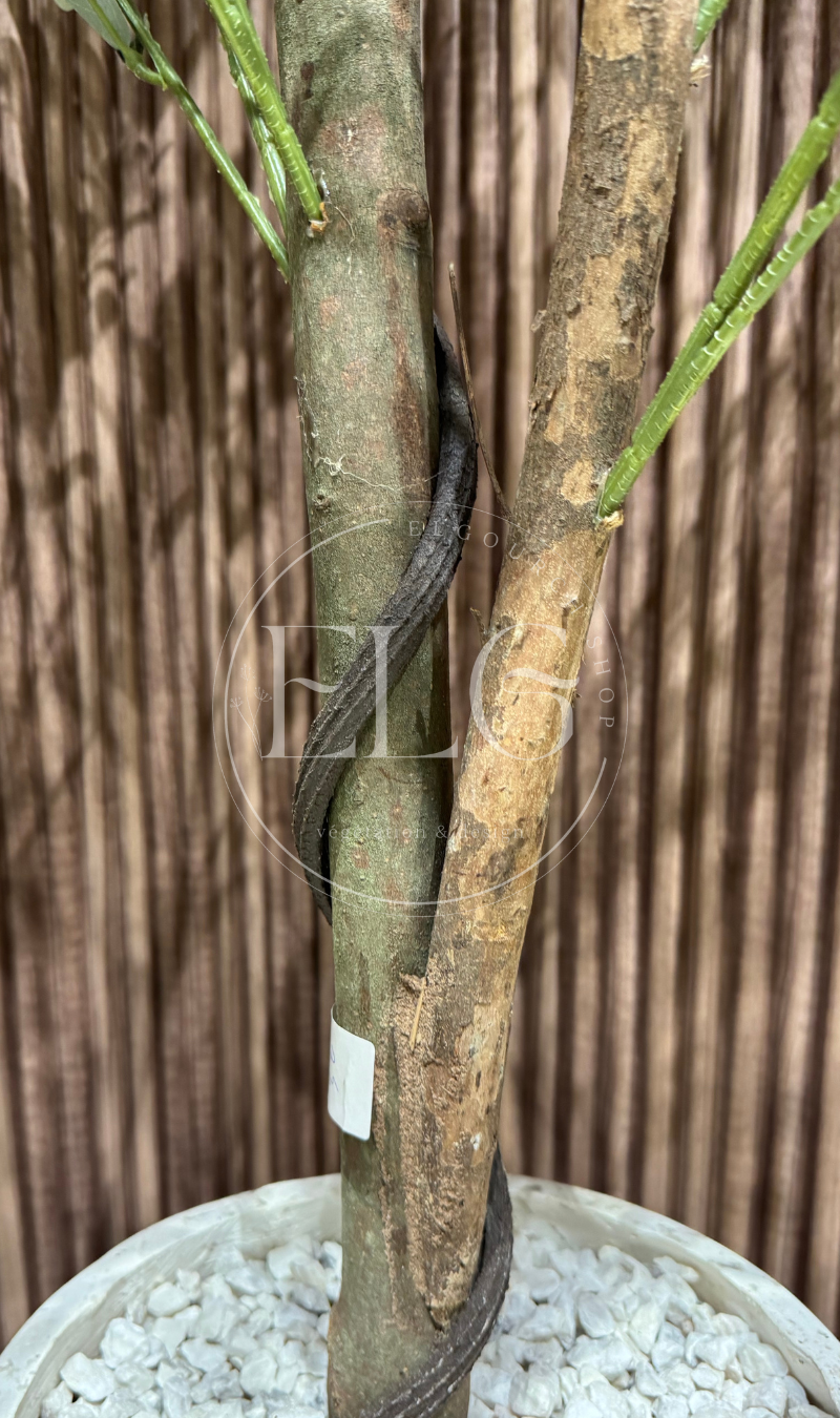 Arbre Olivier Grande Taille