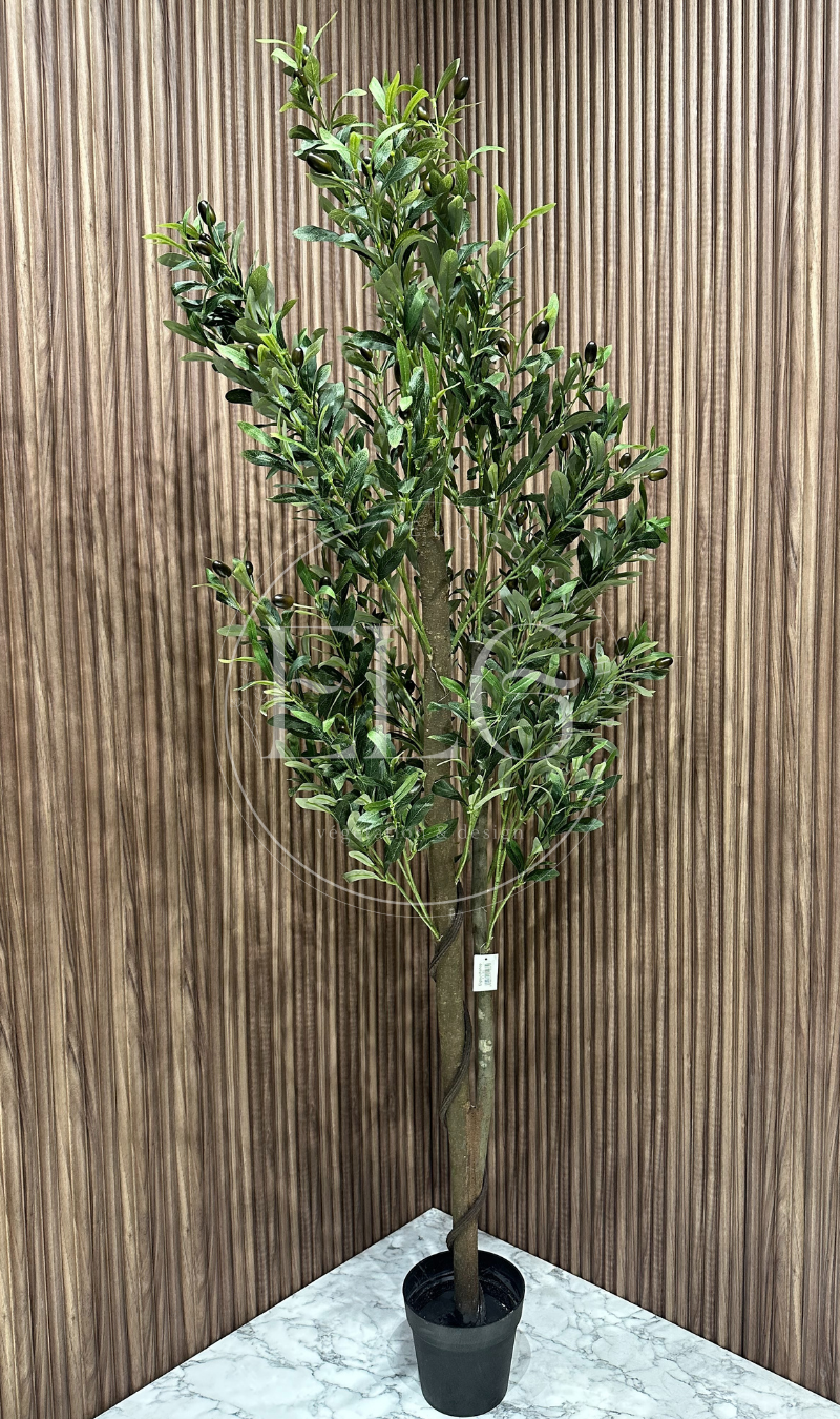 Arbre Olivier (sans pot)