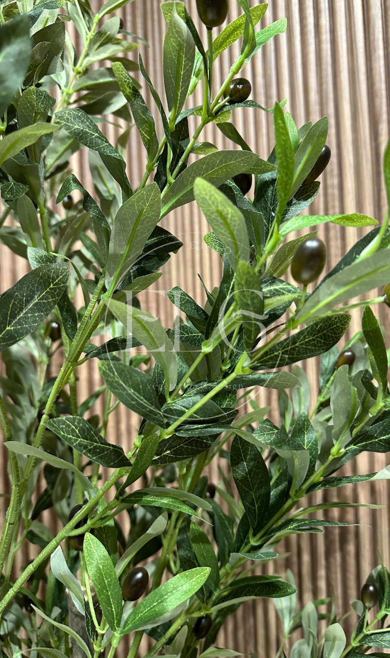 Arbre Olivier (sans pot)