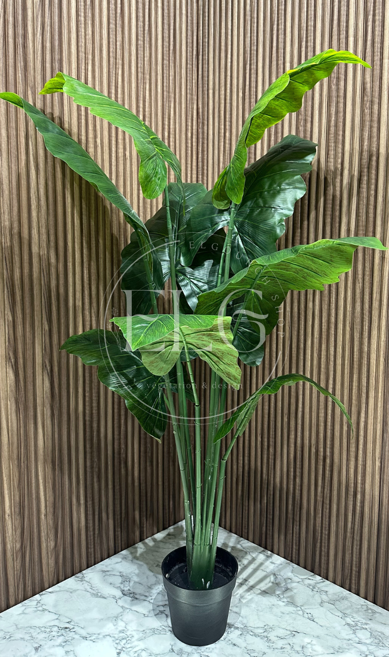 Banana Tropique (sans pot)