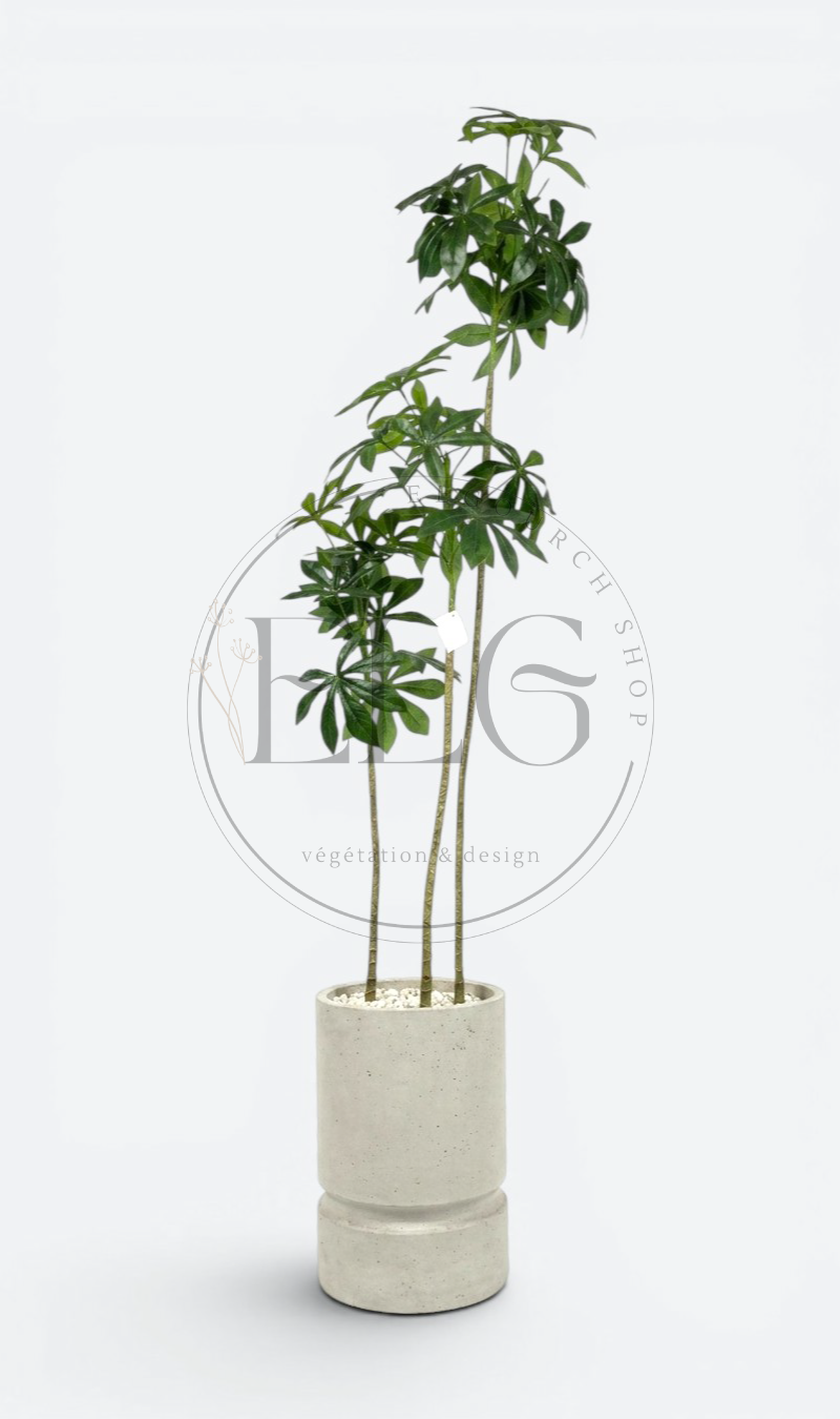 Schefflera - plante artificielle