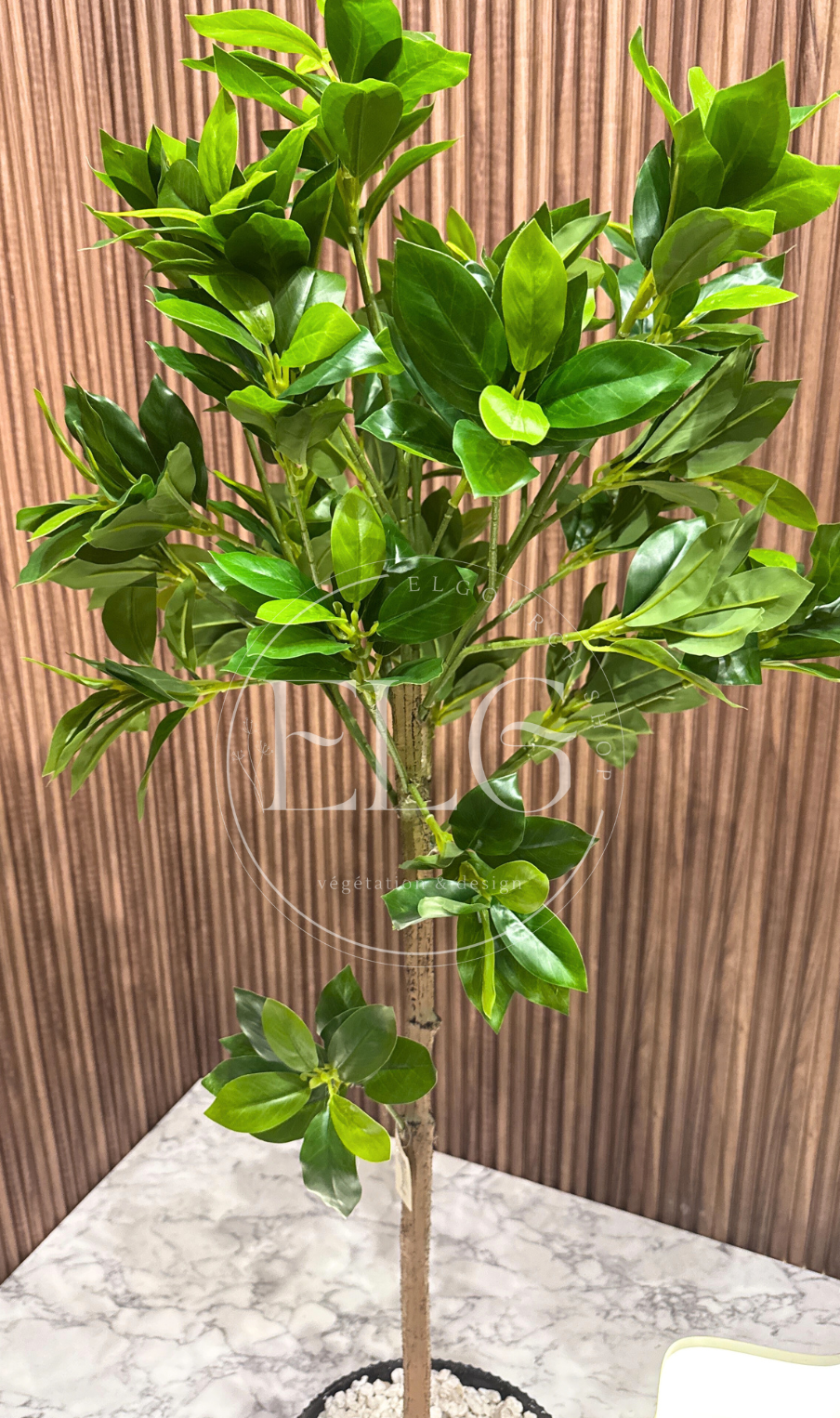 Arbre Limouna