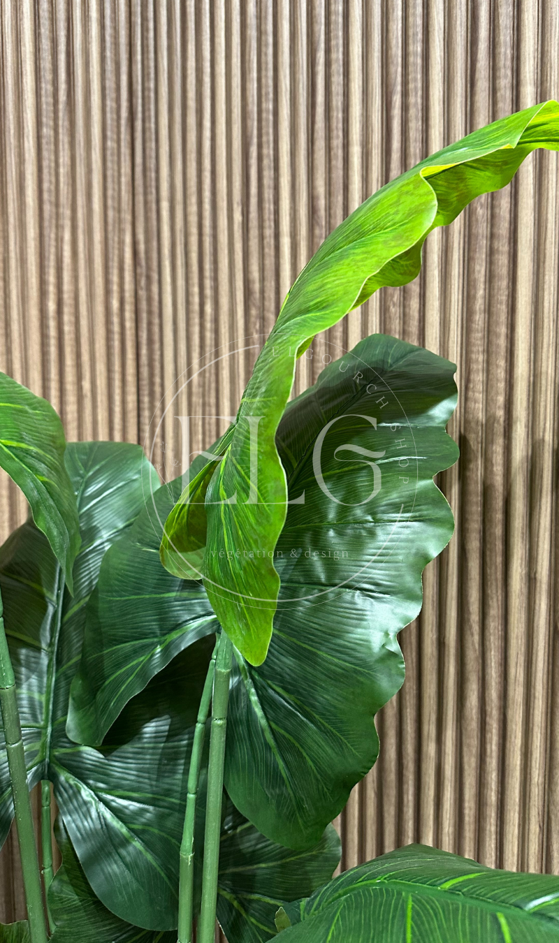 Banana Tropique (sans pot)