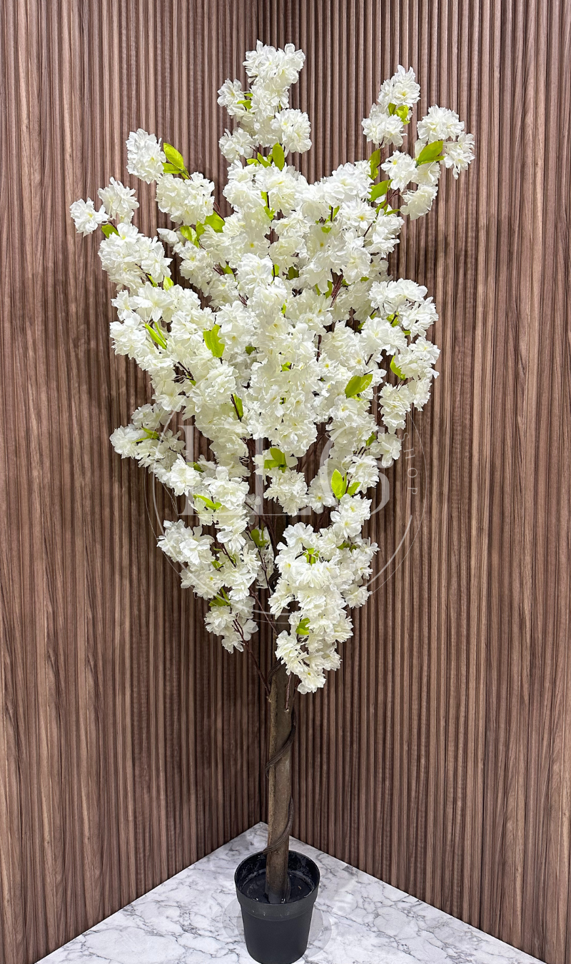 Arbre Orchidée Éternelle (sans pot)