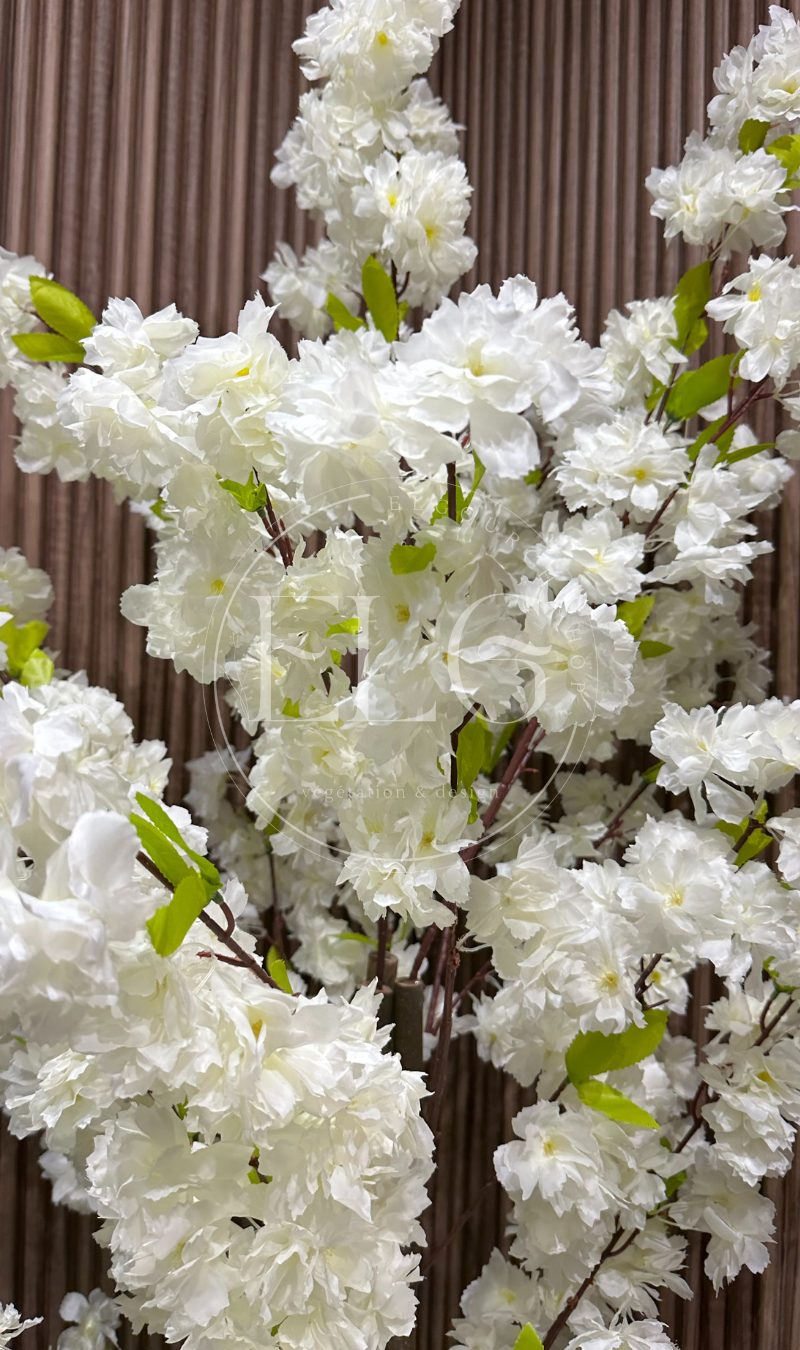 Arbre Orchidée Éternelle (sans pot)