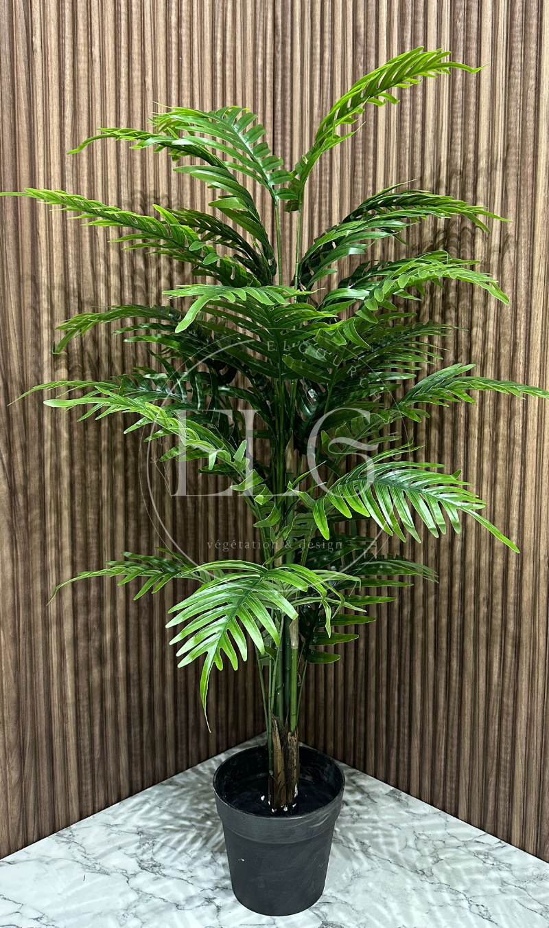 Palmier Délicat (sans pot)
