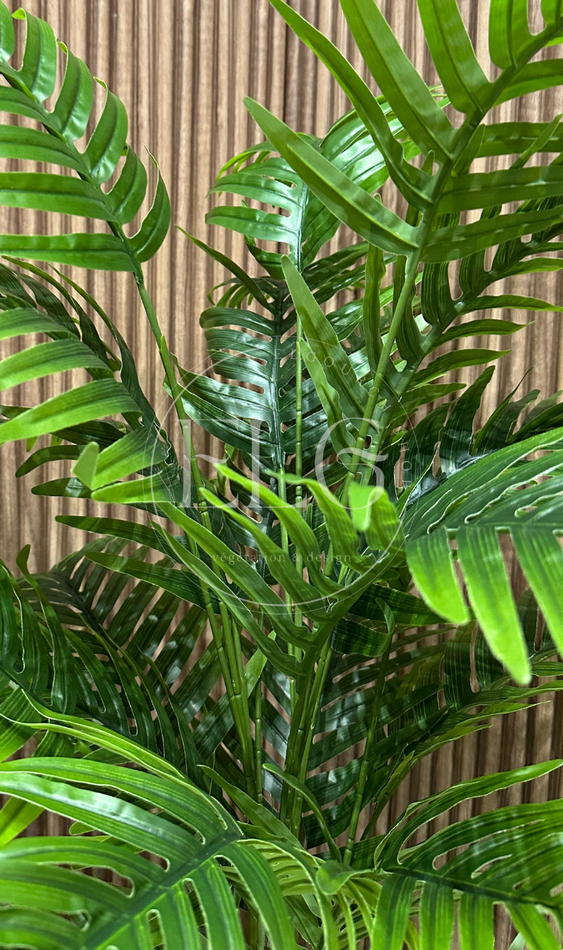 Palmier Délicat (sans pot)