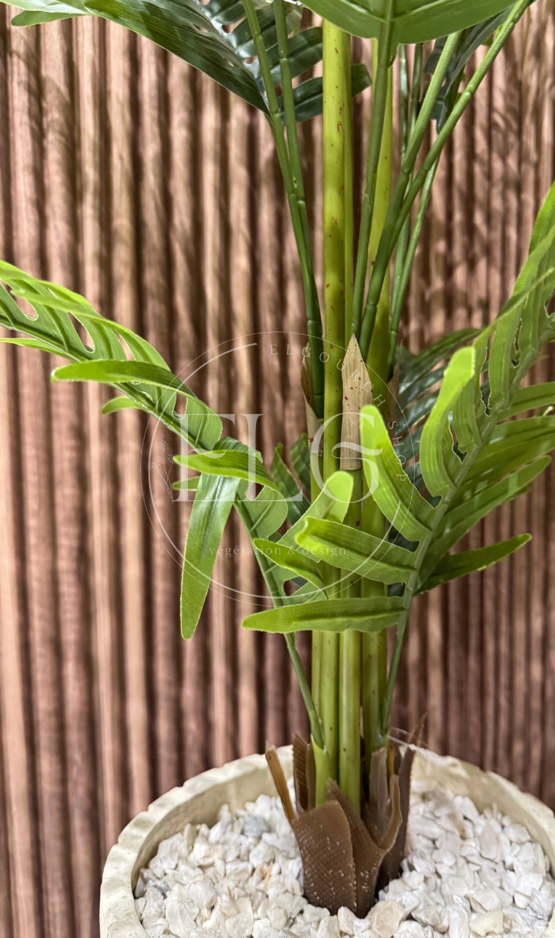 Arbre Bambusa
