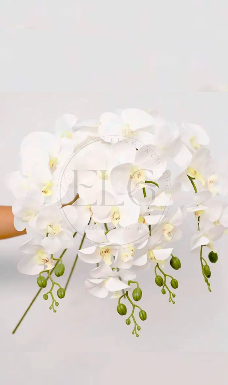 Fleur orchidée