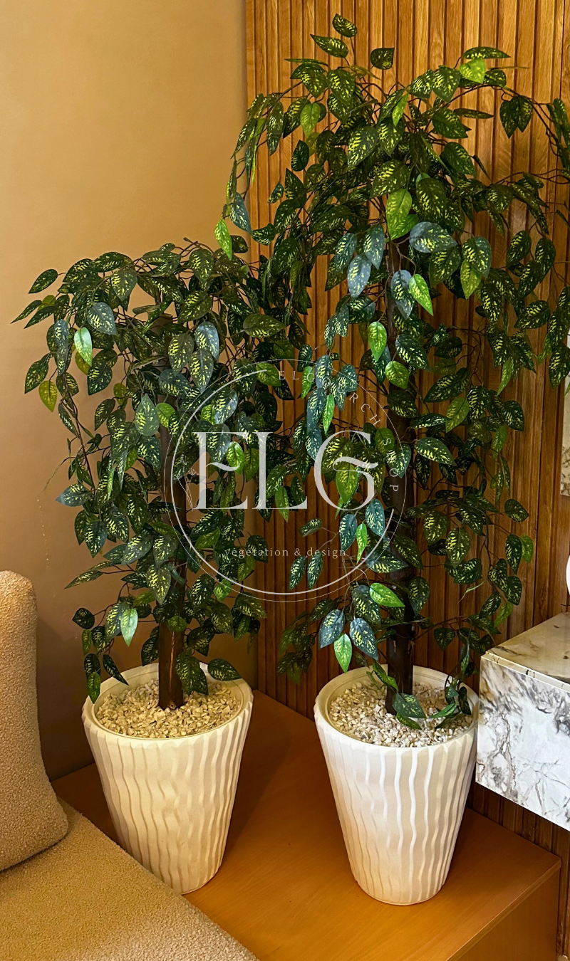 Arbre Ficus