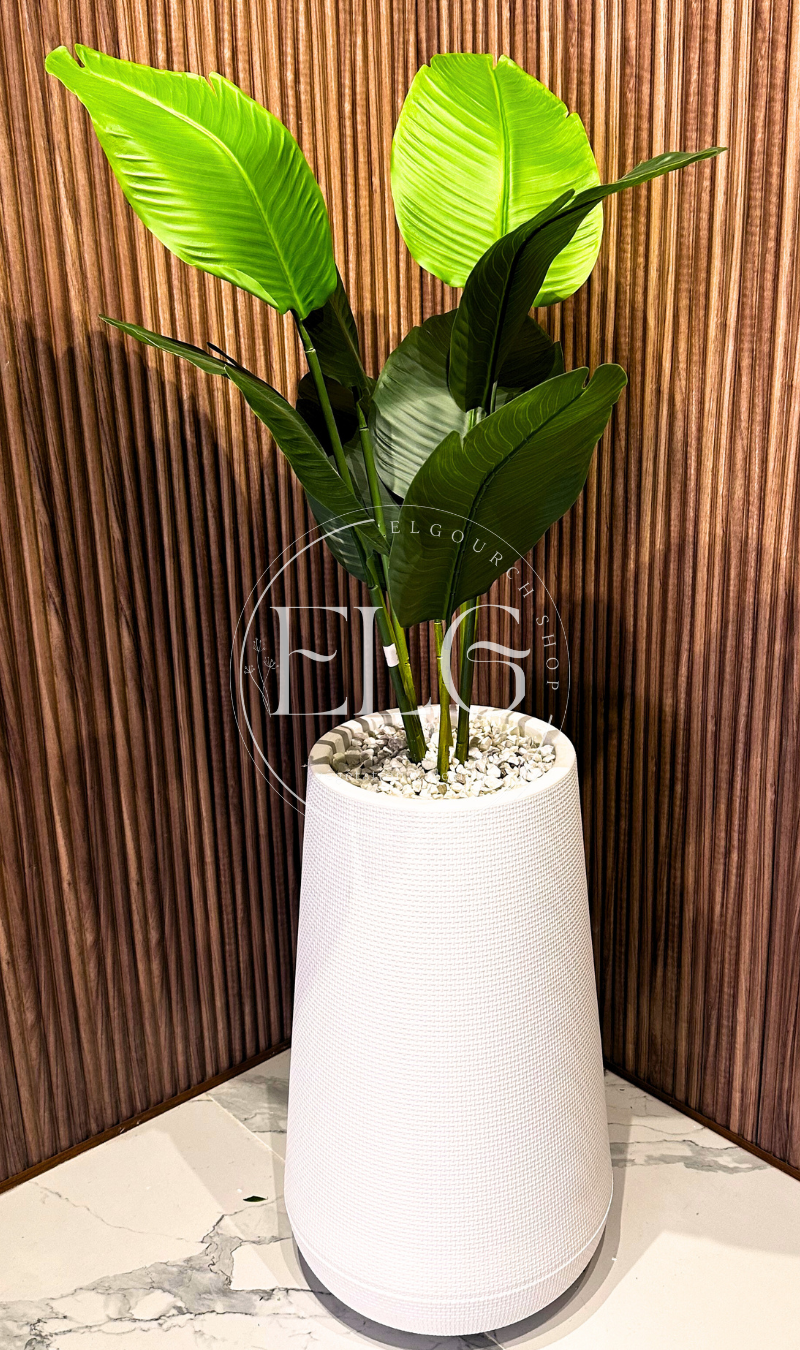 Arbre Bananier Pot Blanc