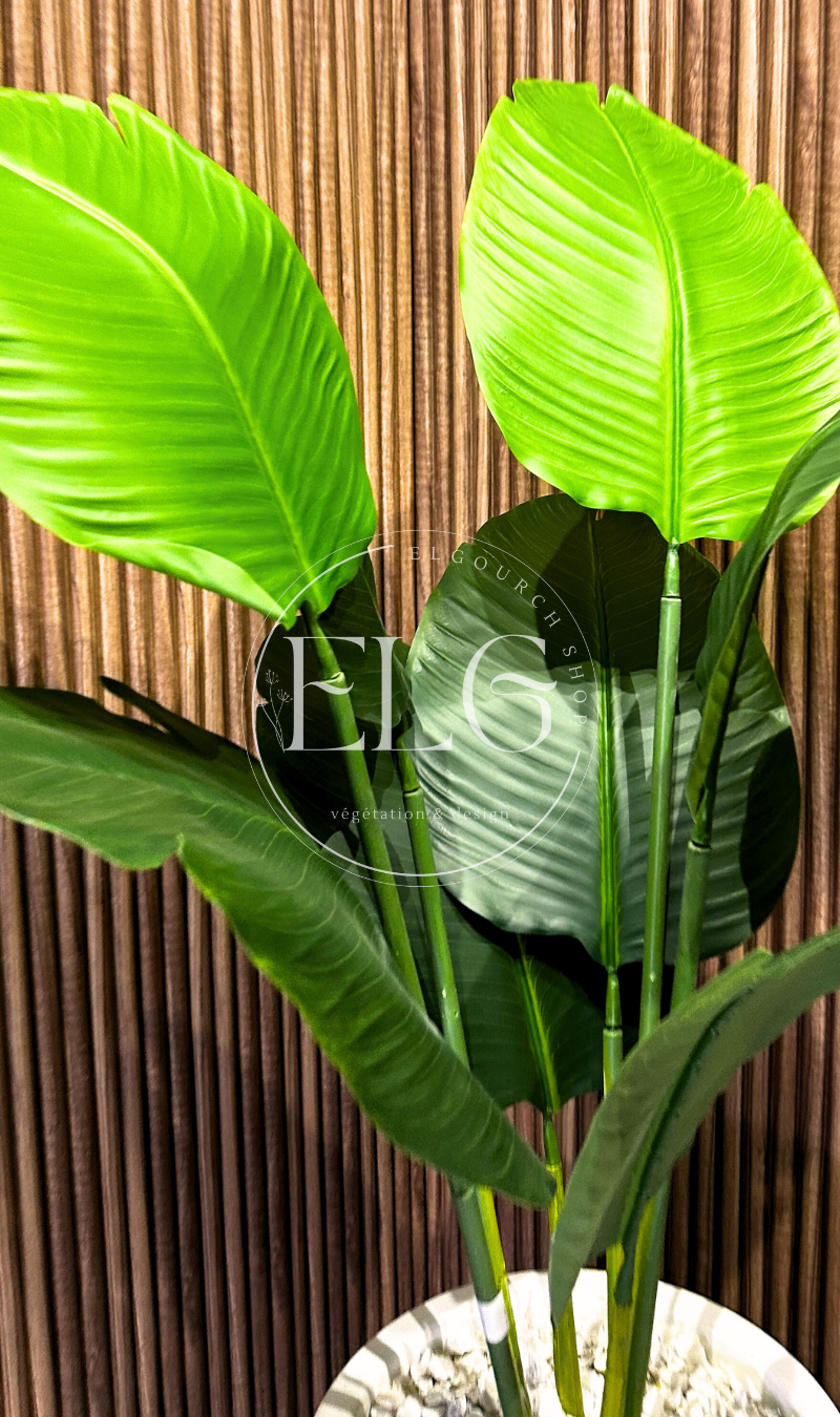 Arbre Bananier Pot Blanc