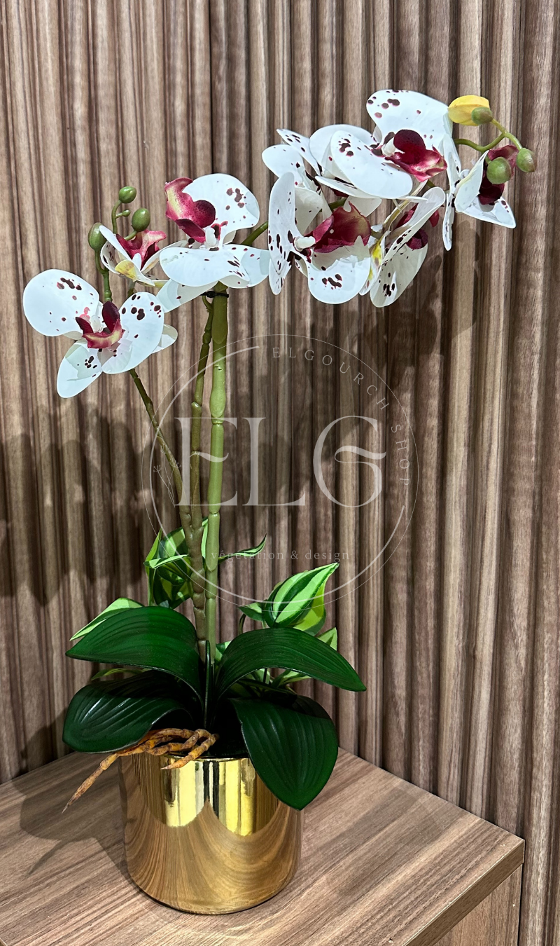 Orchidée Royale