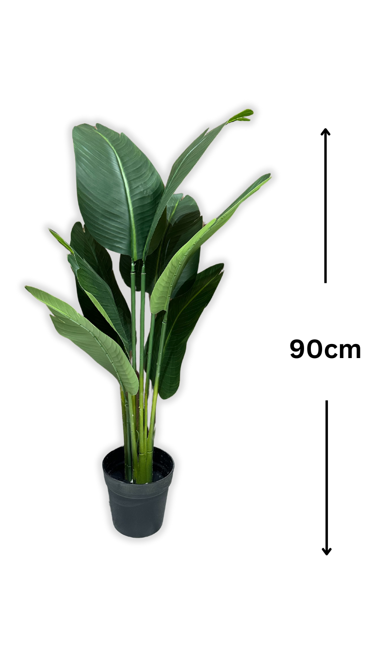 Vert Compact (sans pot)