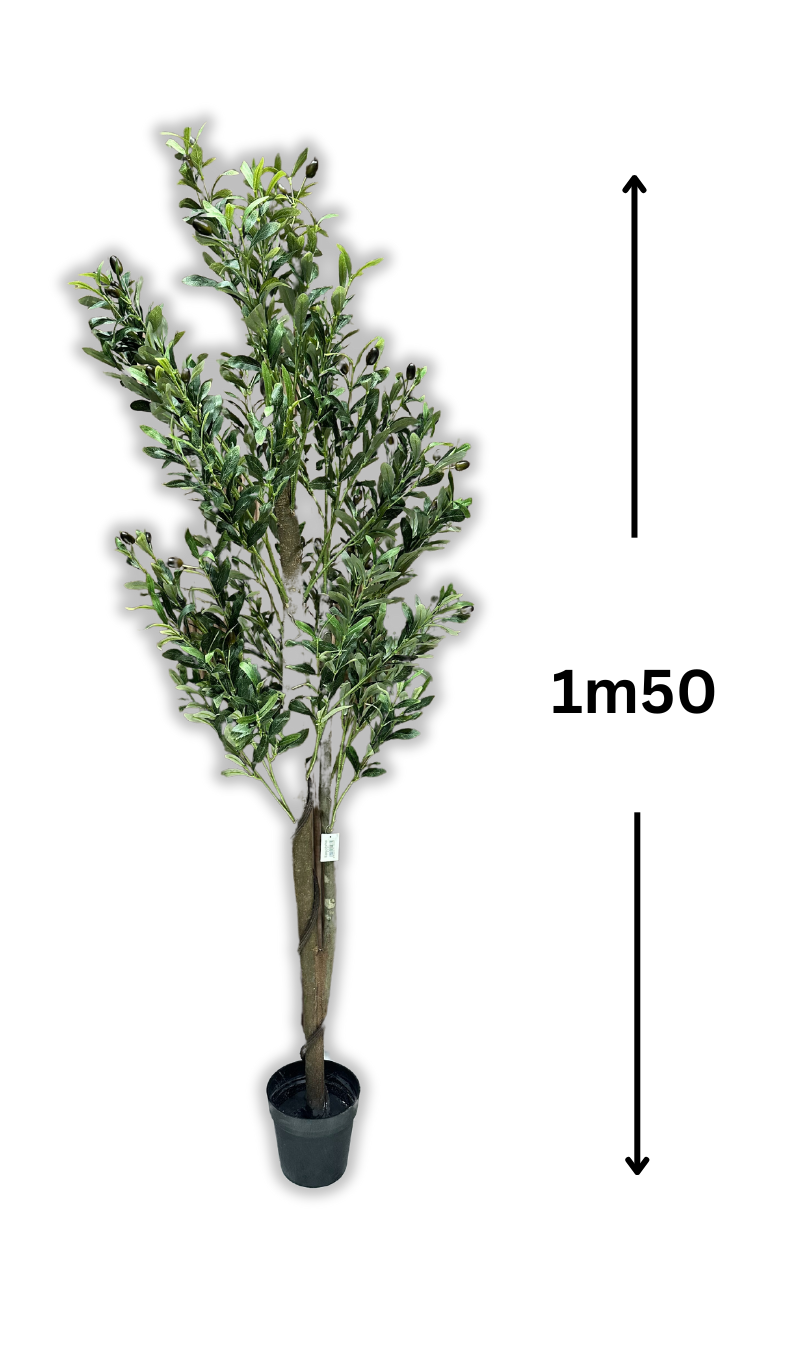 Arbre Olivier (sans pot)