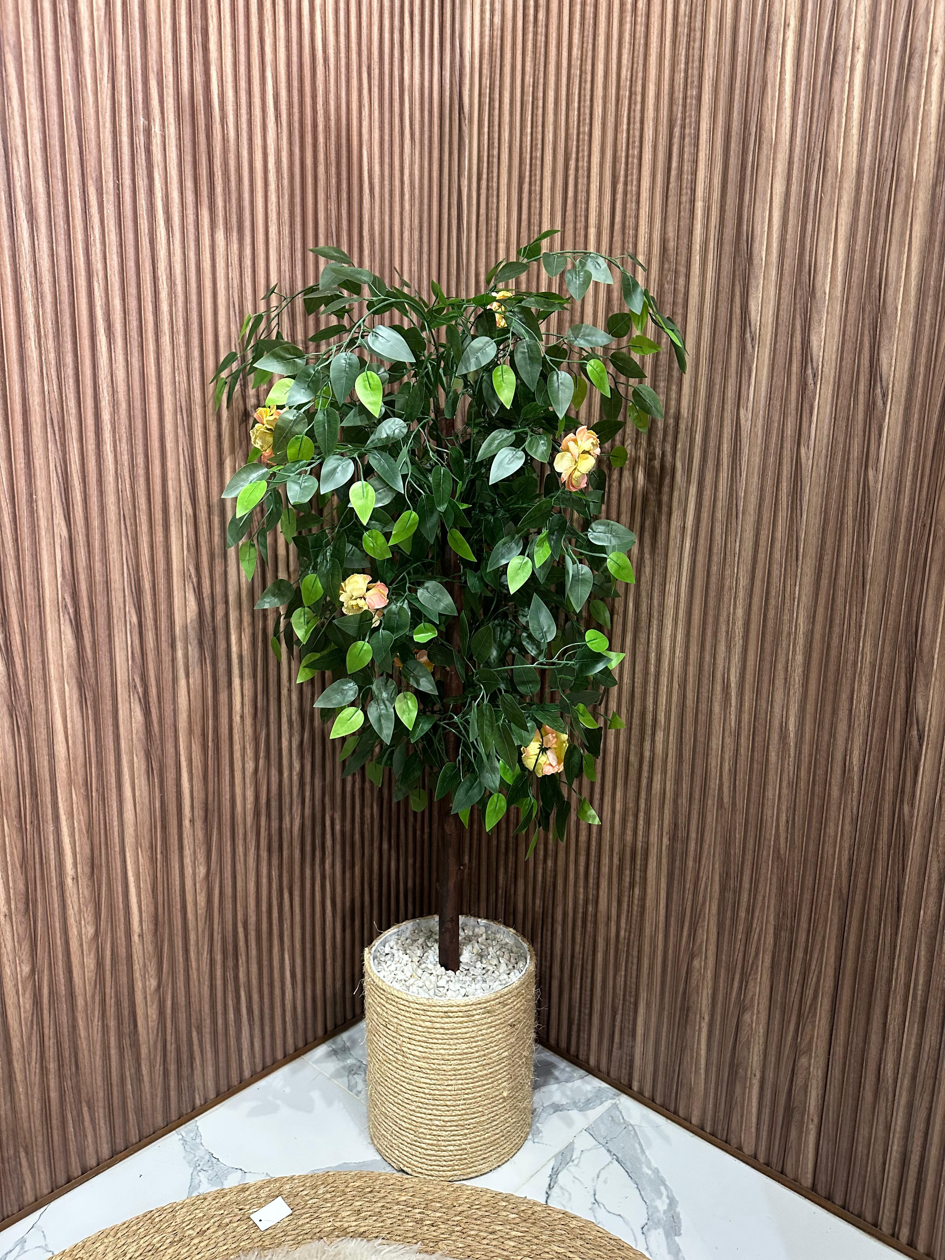 ficus prestige