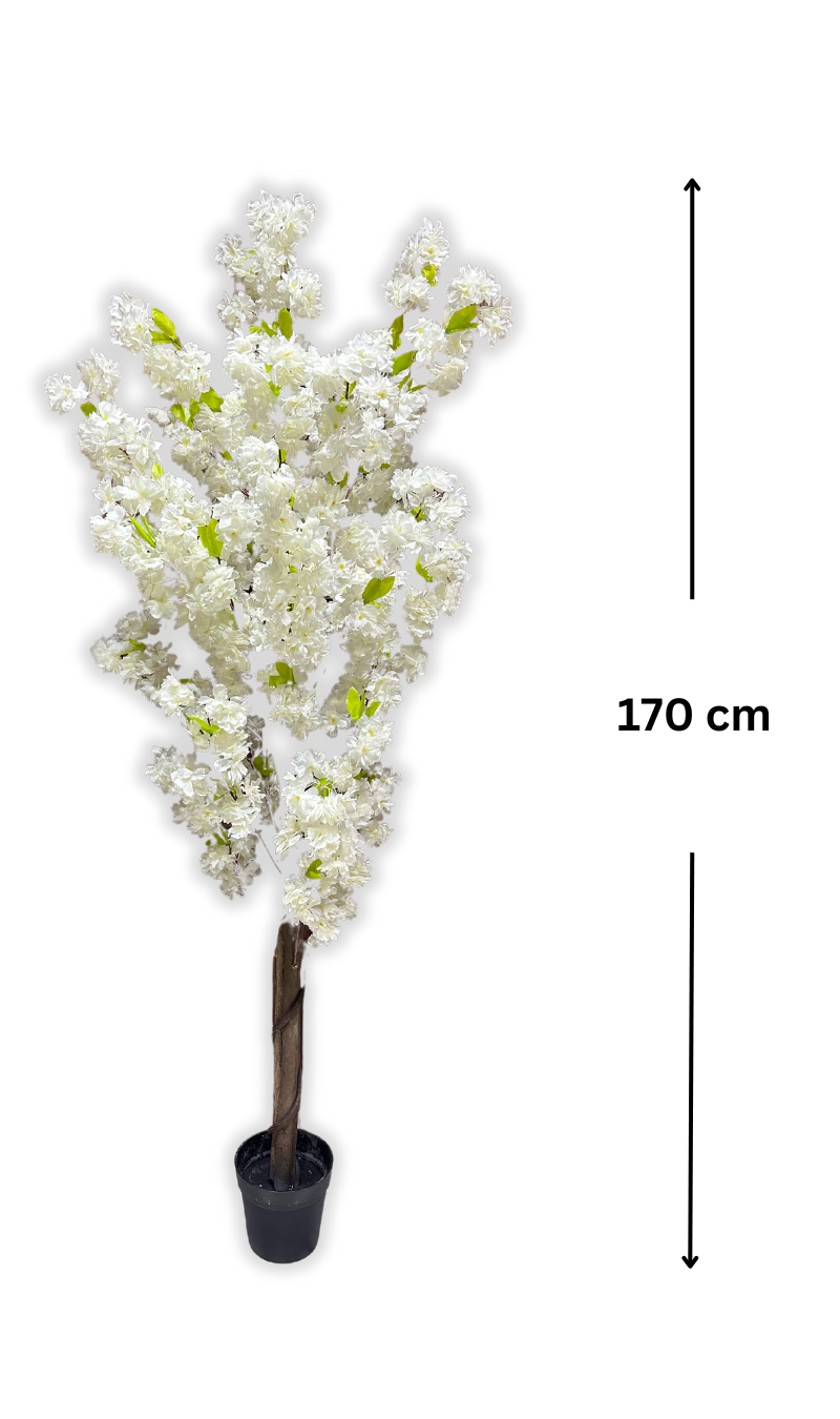 Arbre Orchidée Éternelle (sans pot)