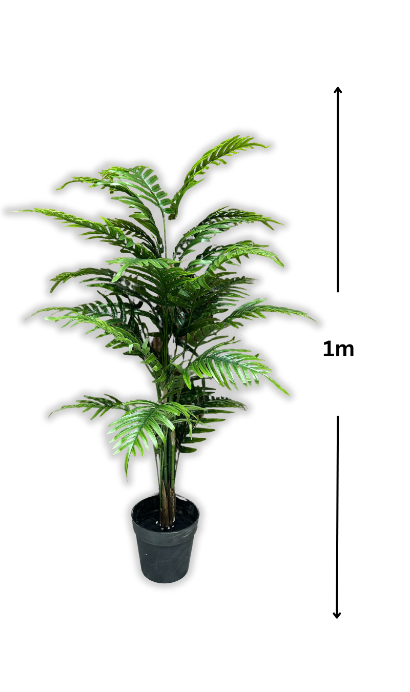 Palmier Délicat (sans pot)