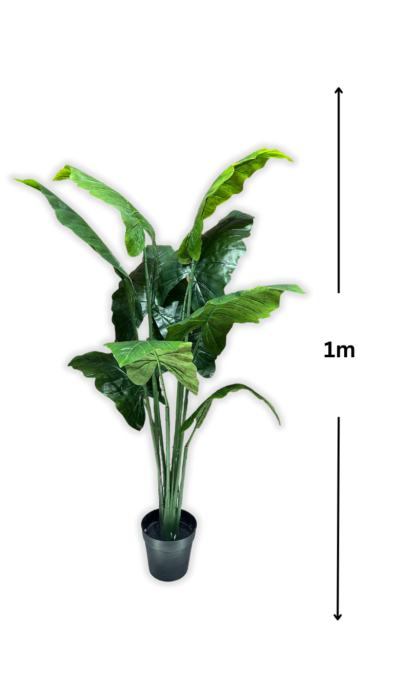 Banana Tropique (sans pot)