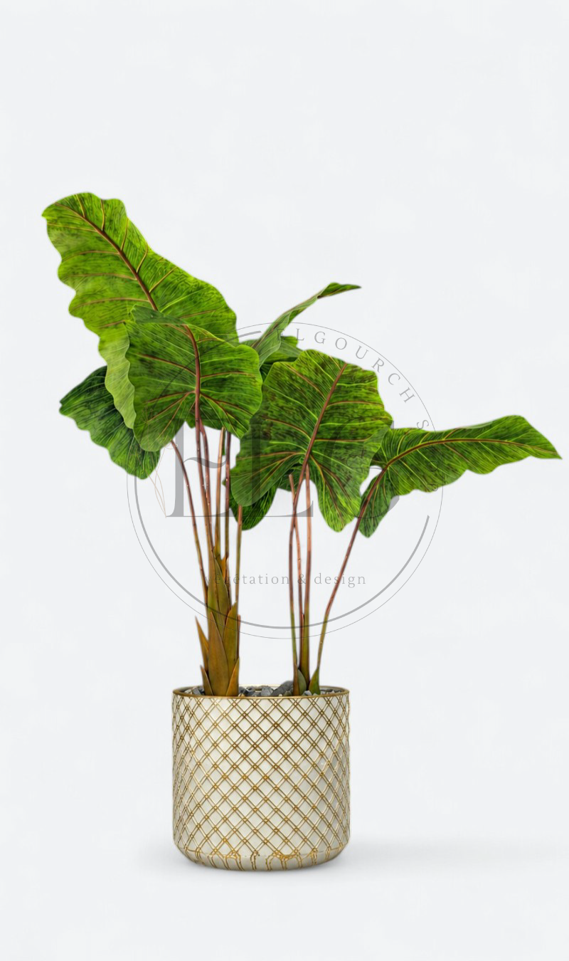 Alocasia - plante artificielle