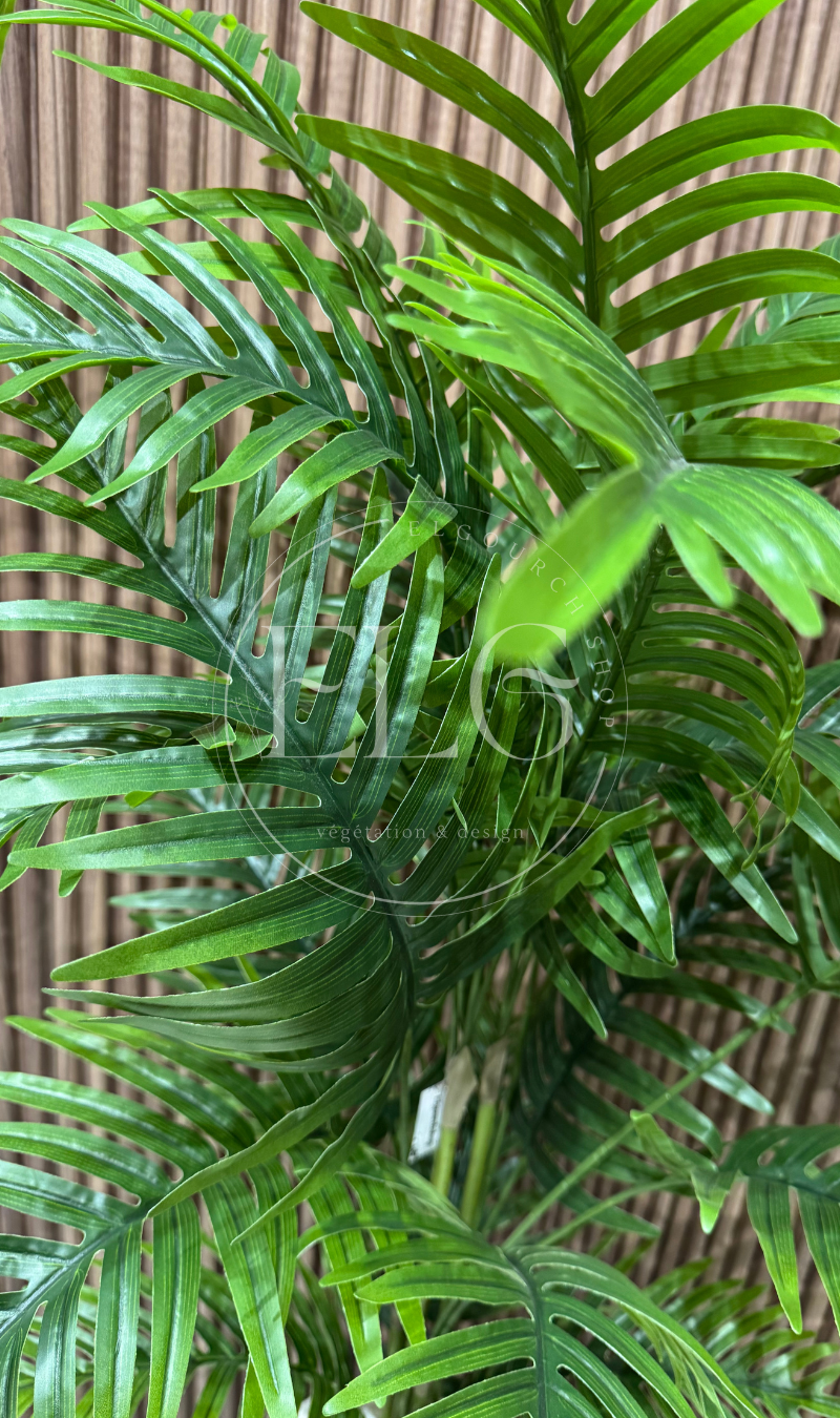 Arbre Bambusa