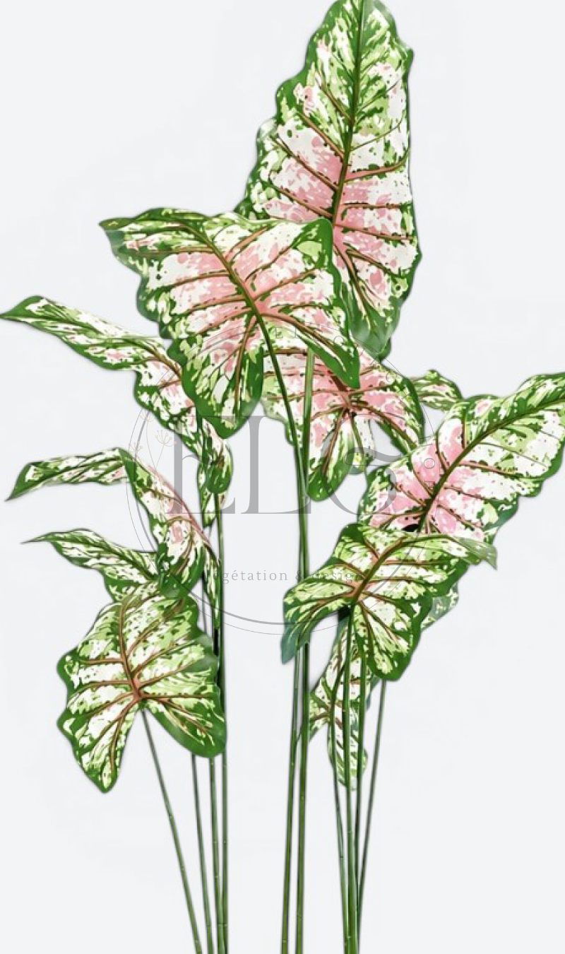 Caladium - plante artificielle