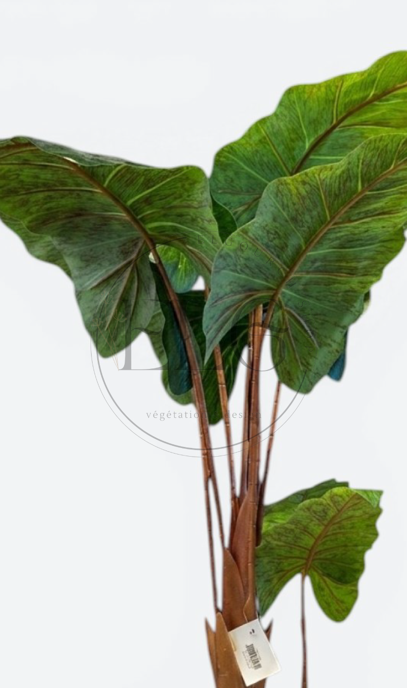 Alocasia - plante artificielle