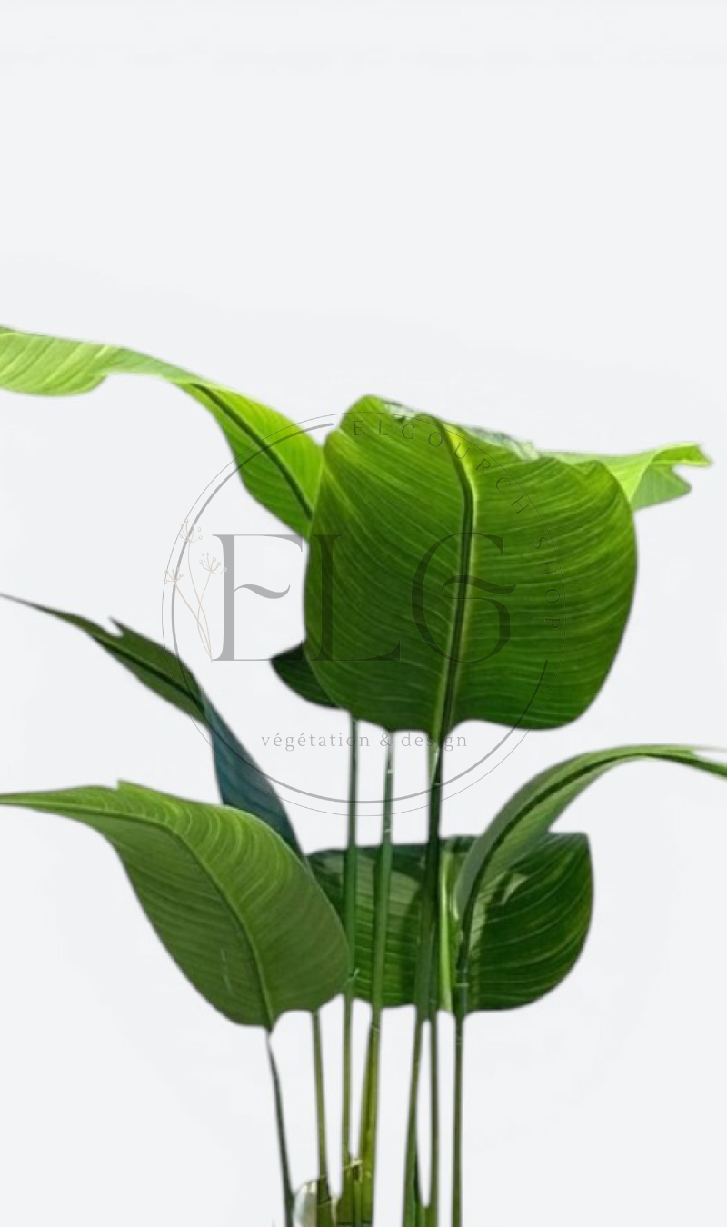 Bananier - plante artificielle