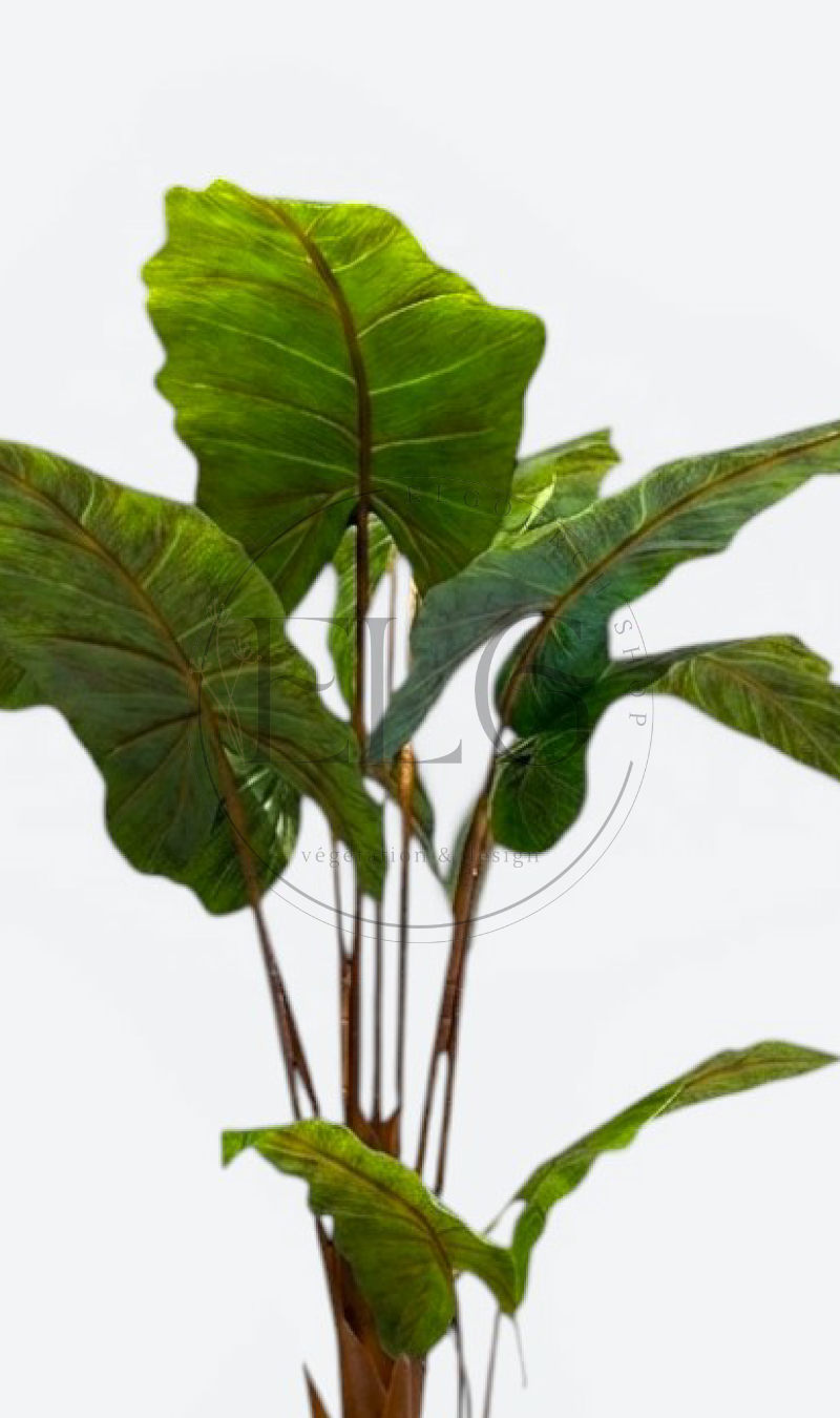 Alocasia - plante artificielle