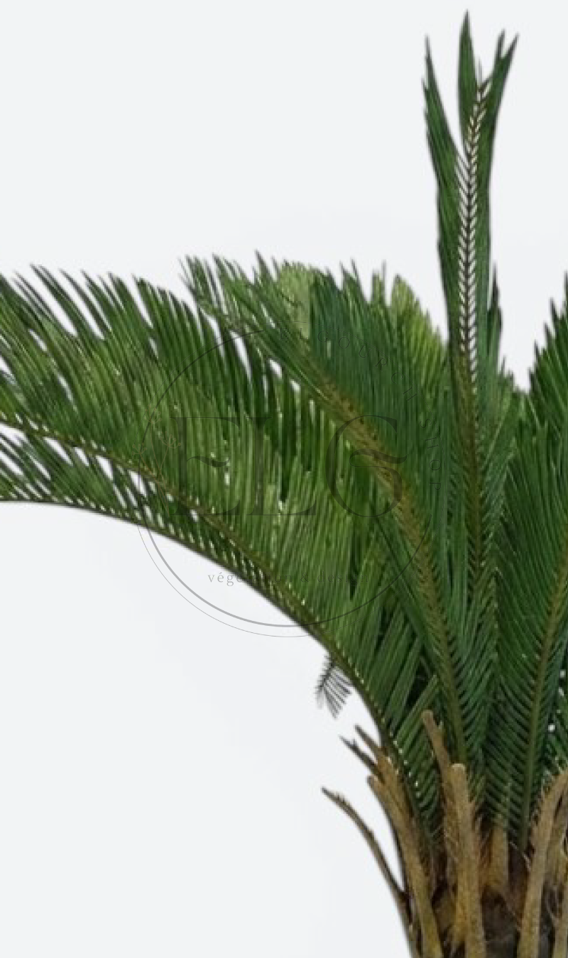 Cycas - plante artificielle