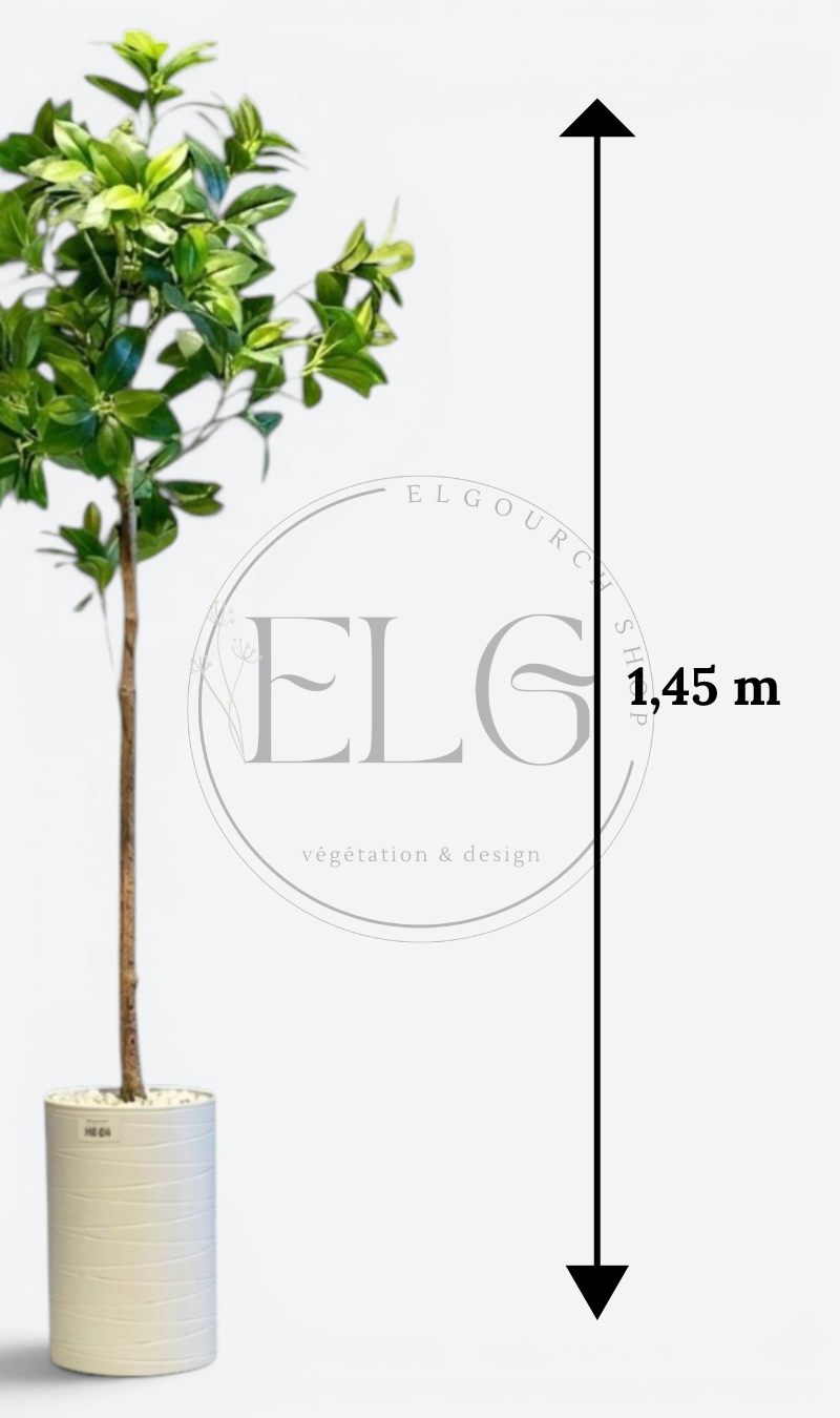 Schefflera - plante artificielle