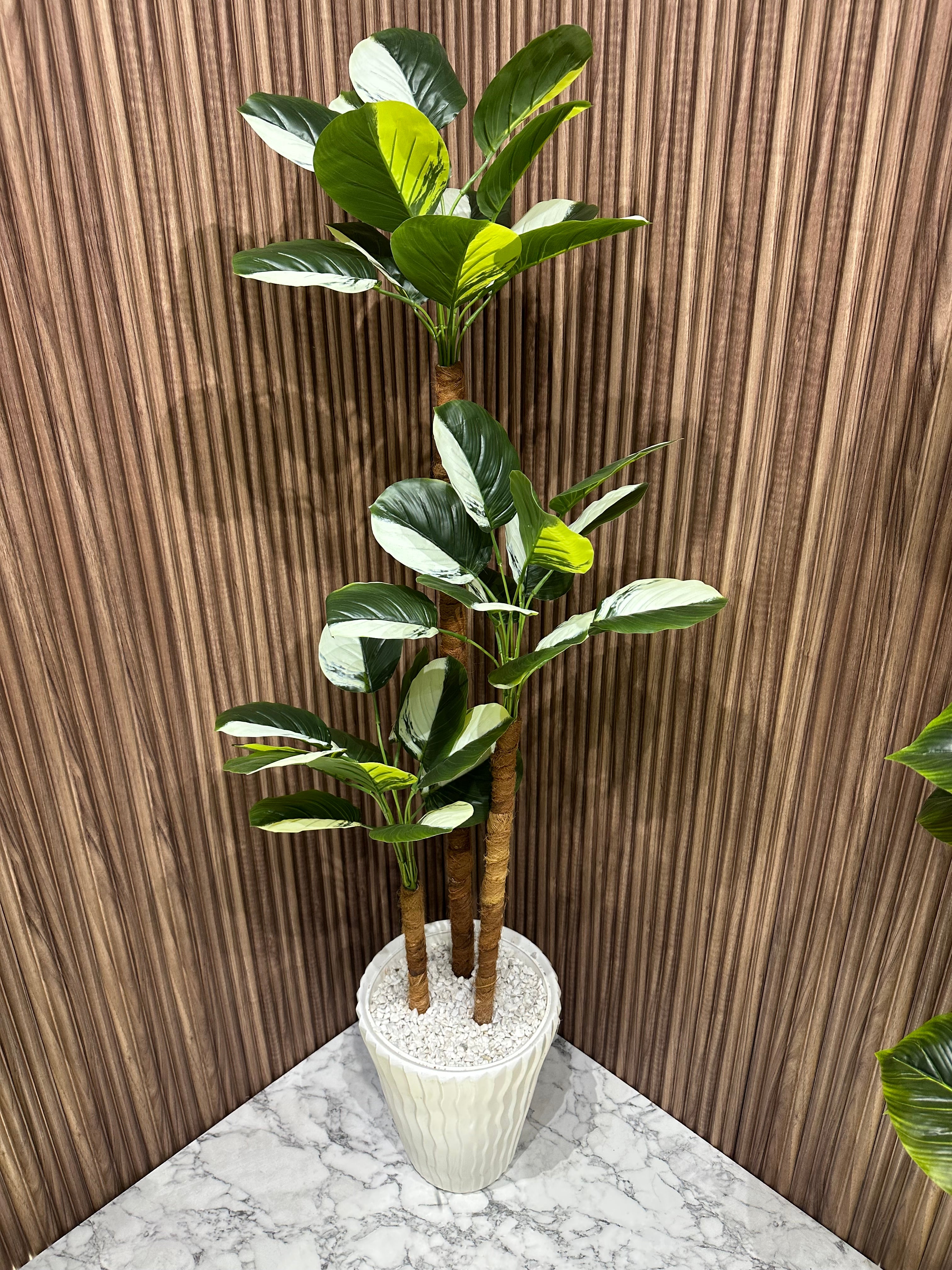 Arbre Nature