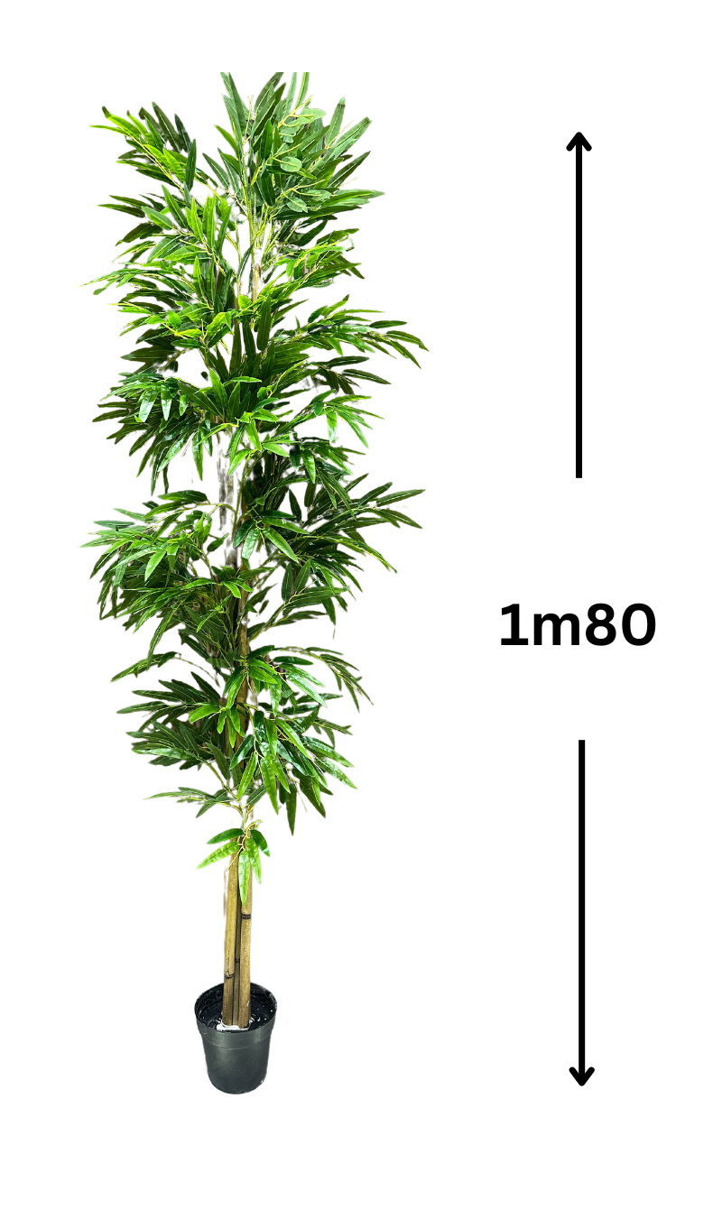 Bambou Grande taille (sans pot)