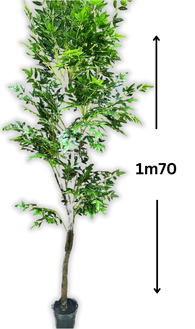 Arbre Raffiné (sans pot)