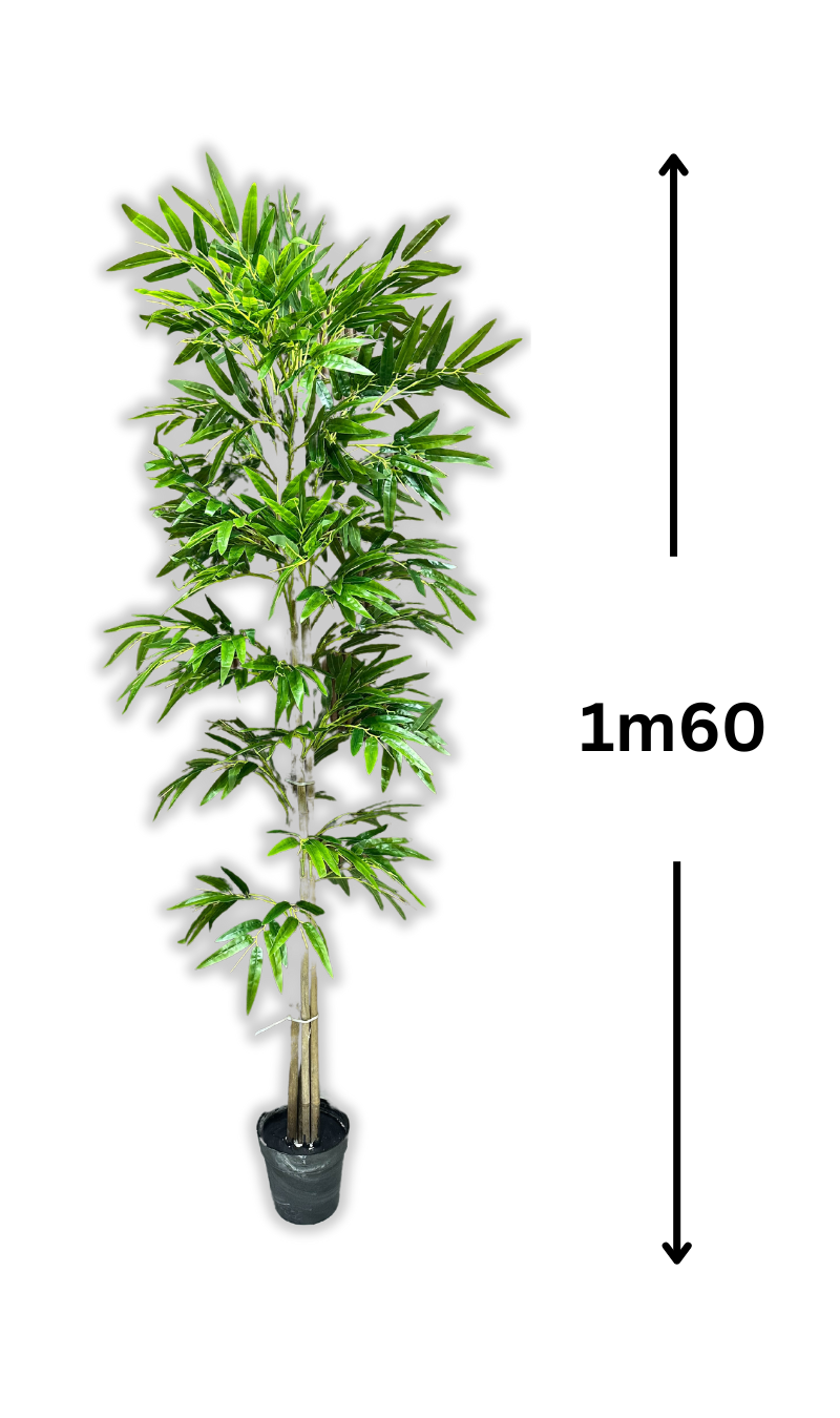 Bambou Serein (sans pot)