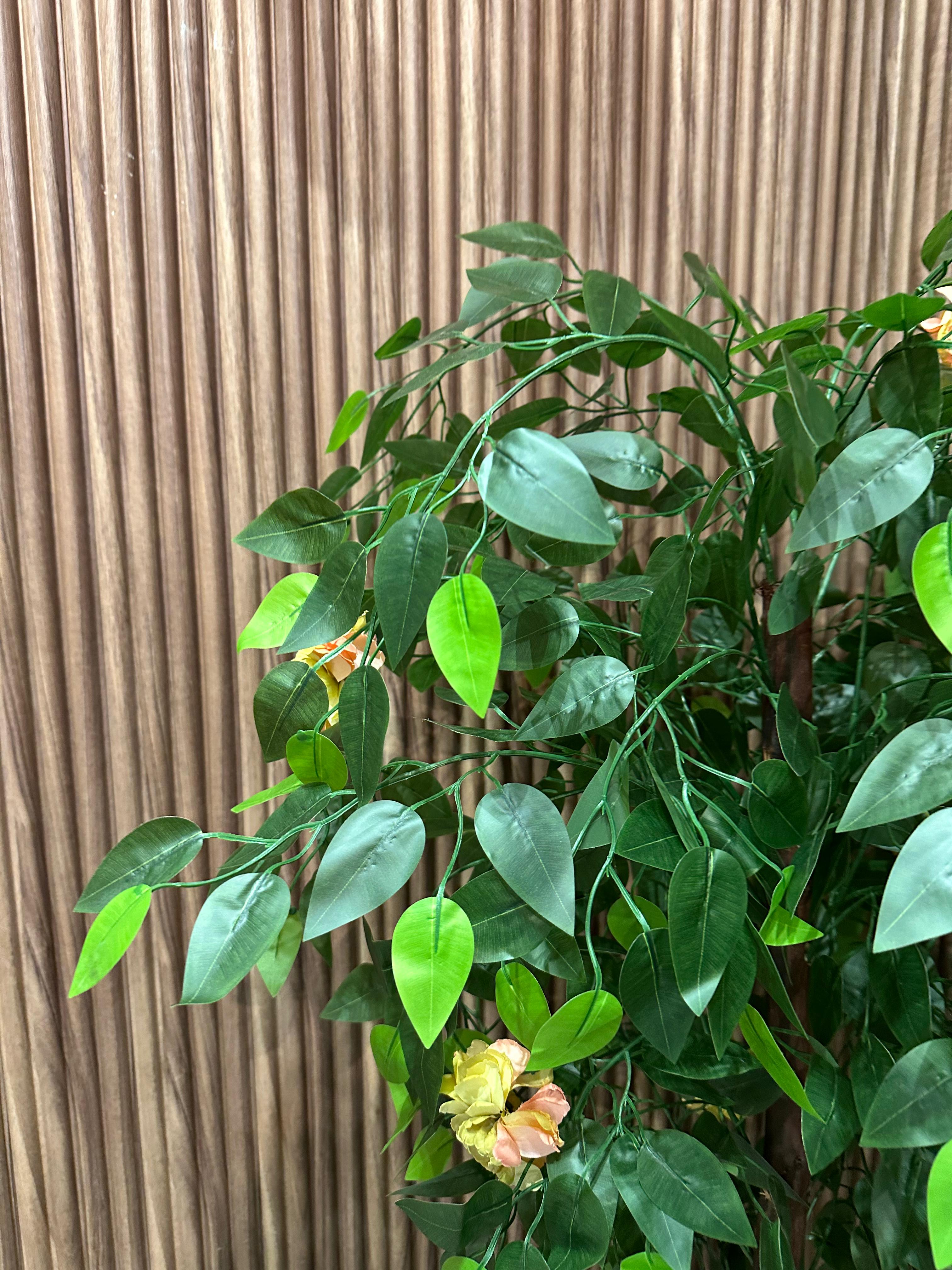 ficus prestige