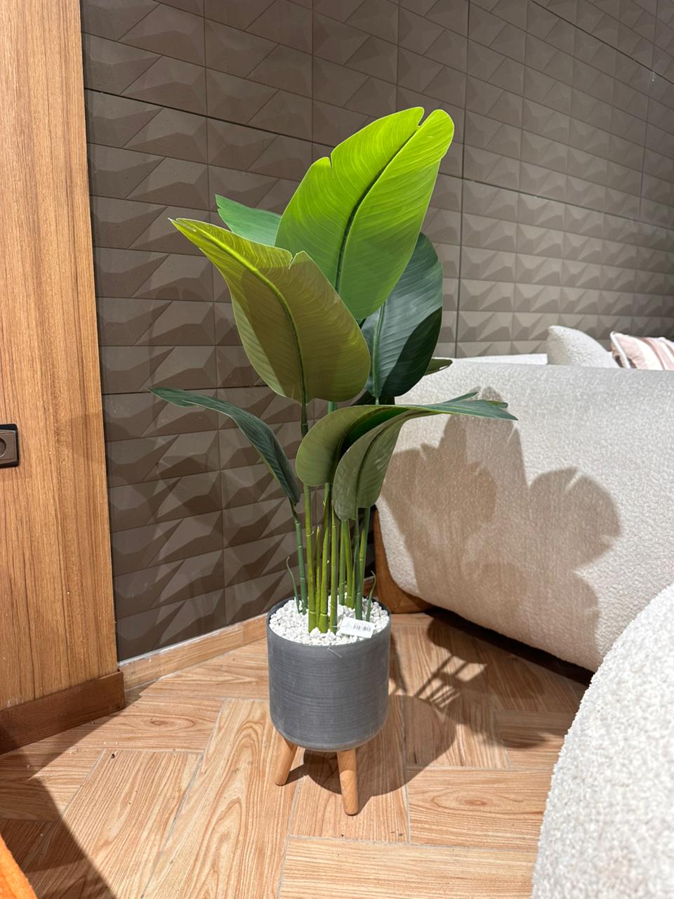 Bananier pot luxe