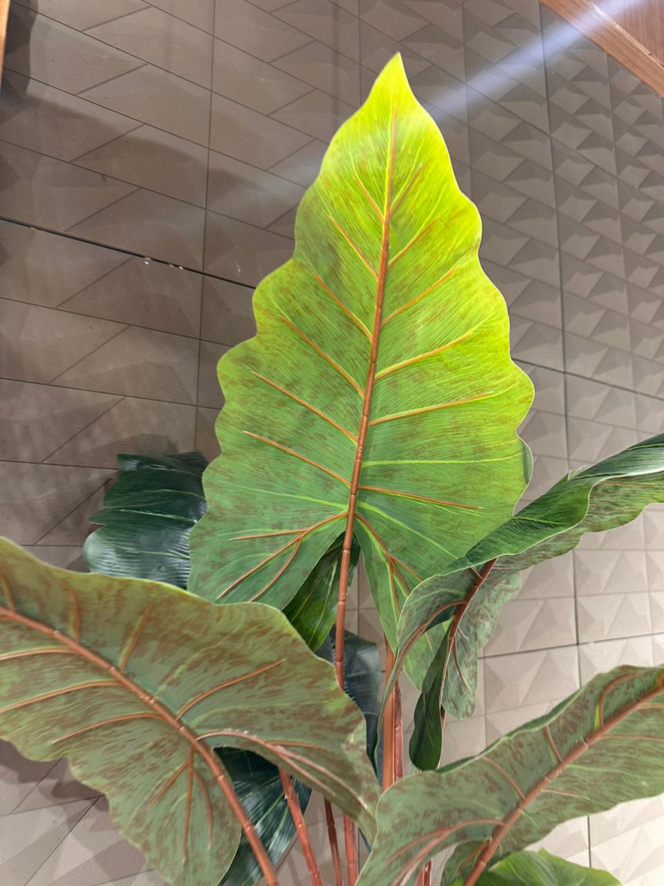 Arbre Betterave Double