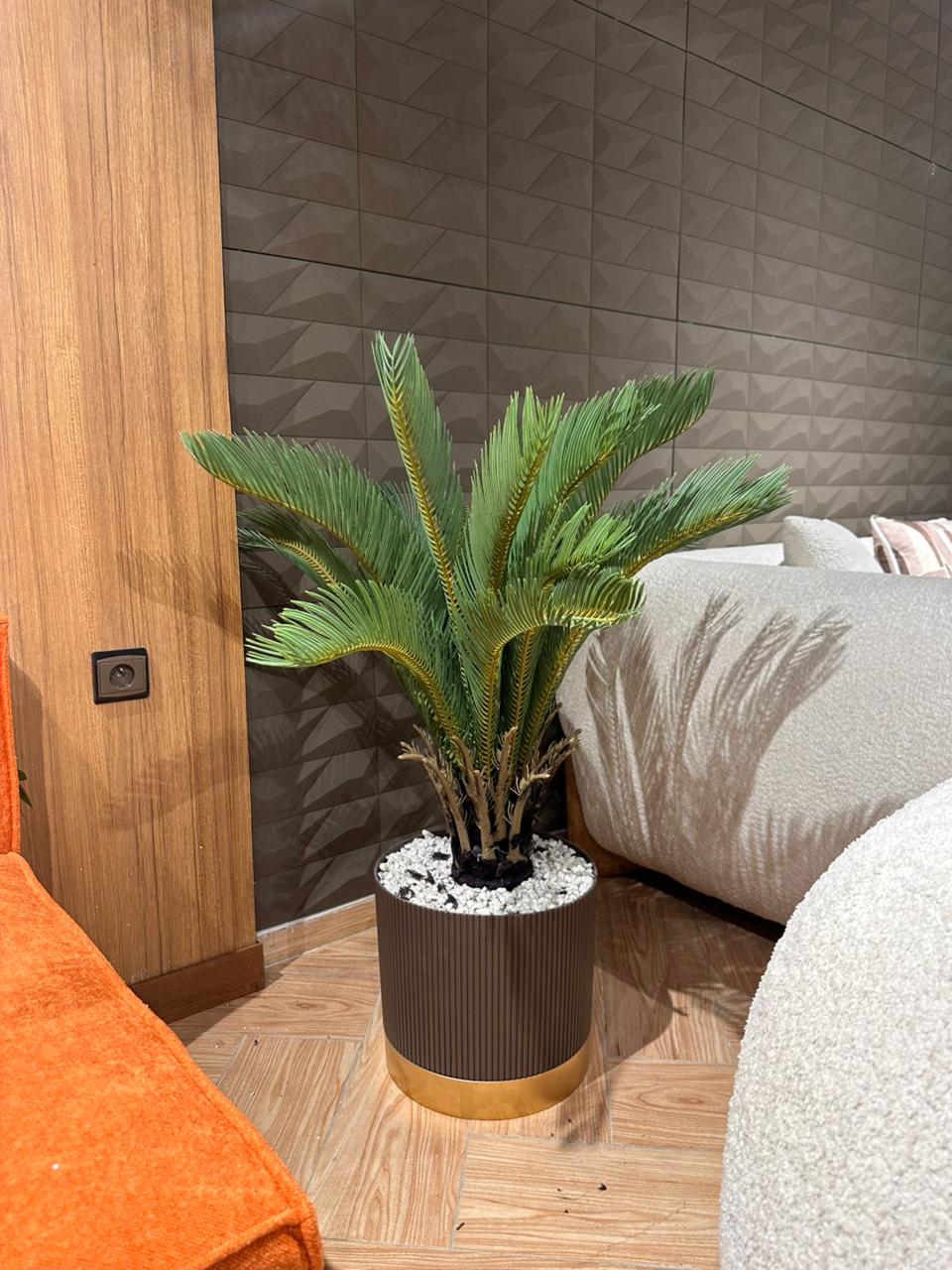 Arbre Palmier Cycas
