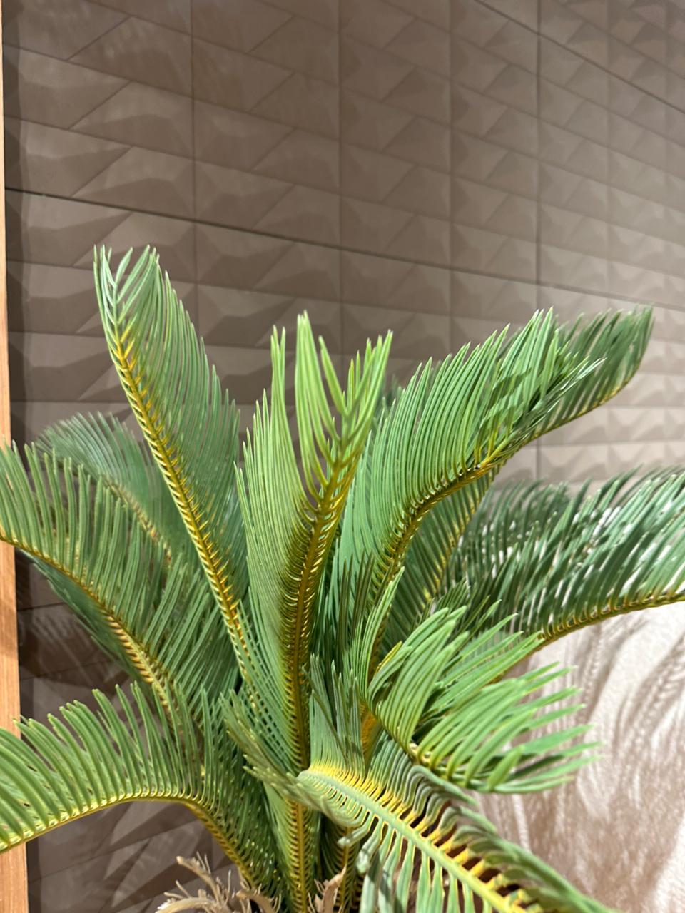 Arbre Palmier Cycas