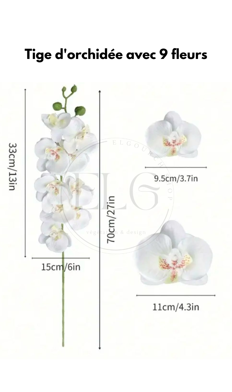 Fleur orchidée